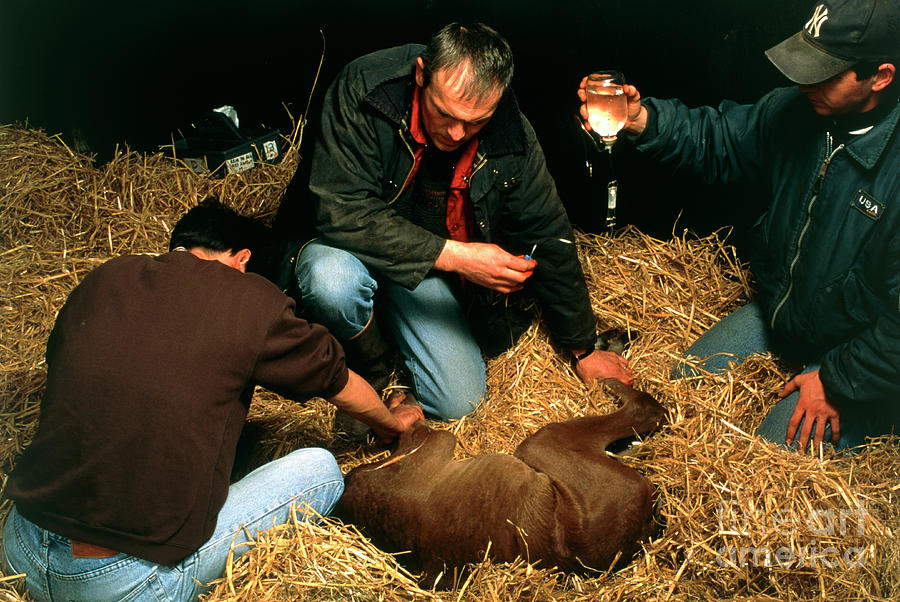 Veterinarian Giving Newborn Foal A Glucose Drip Photograph by Pascal Goetgheluck/science Photo Library