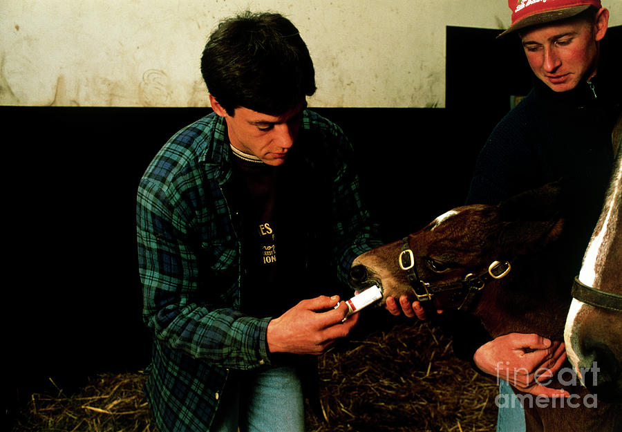 Veterinarian Giving Newborn Foal Antiworm Drug Photograph by Pascal Goetgheluck/science Photo Library