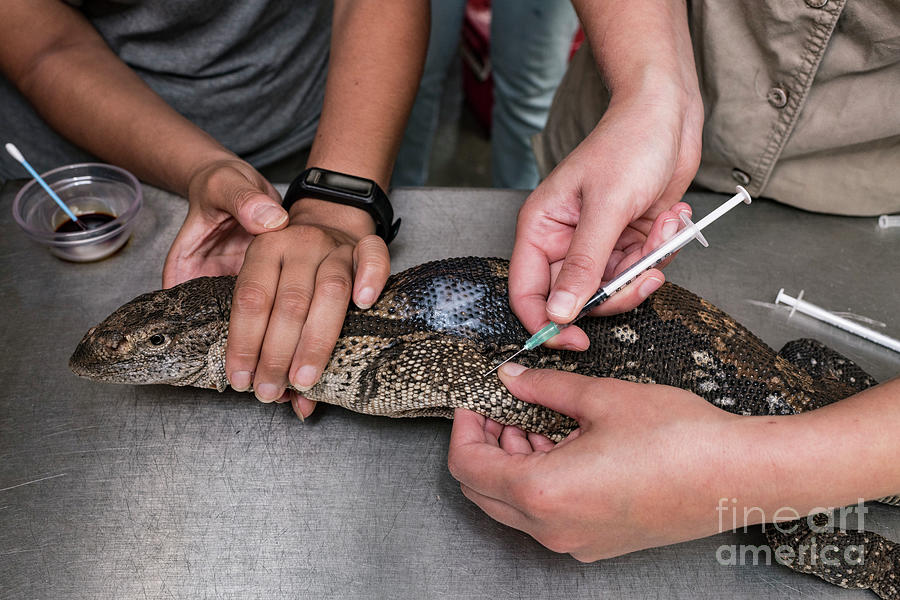 Veterinarian Treating An Injured Rock Monitor Lizard Photograph by Tony Camacho/science Photo Library