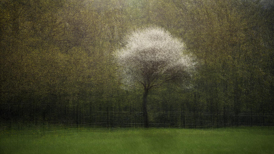 Tree Photograph - Vibes Of Spring by Katarina Holmstrm