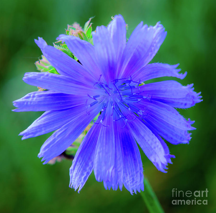 Vibrant blue chicory blossom close-up with its delicate petals and stamen Photograph by Ulrich Wende