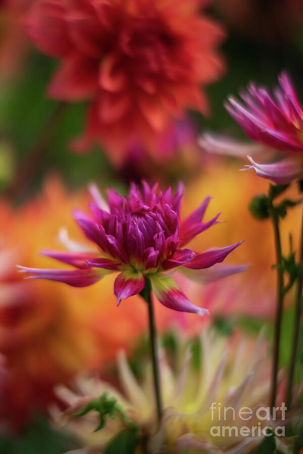 Dahlia Photograph - Vibrant Dahlia Montage by Mike Reid Dahlia Photograph - Vibrant Dahlia Montage by Mike Reid