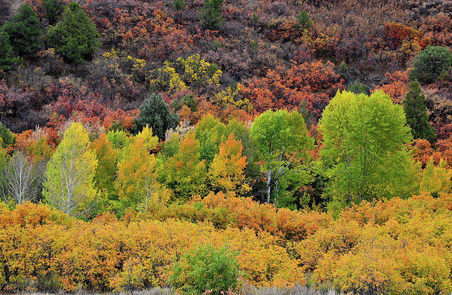 Vibrant Fall Colors along County Road 5 Photograph by Ray Mathis