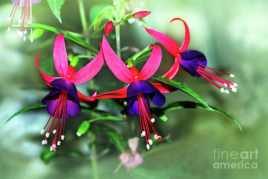 Flower Photograph - Vibrant Fuchsias by Kaye Menner by Kaye Menner