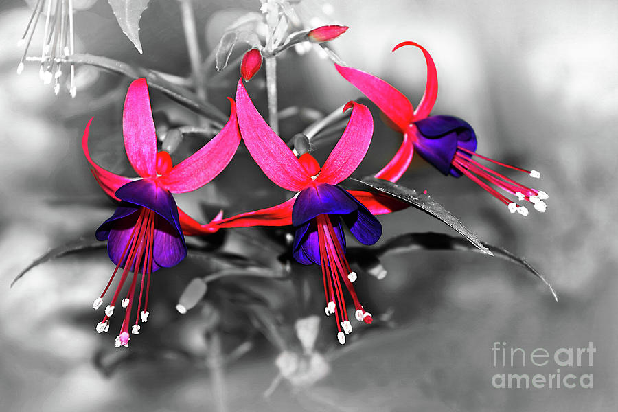 Flower Photograph - Vibrant Fuchsias on Black and White by Kaye Menner by Kaye Menner