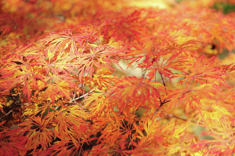 Vibrant Glimpses Of Autumn. Acer Palmatum Filigree 1 Photograph by Jenny Rainbow