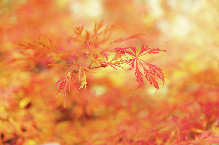 Vibrant Glimpses of Autumn.  Acer Palmatum Filigree Photograph by Jenny Rainbow