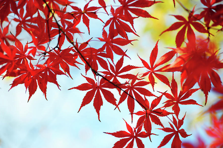 Vibrant Glimpses of Autumn. Acer Palmatum Sumi Nagashi 2 Photograph by Jenny Rainbow