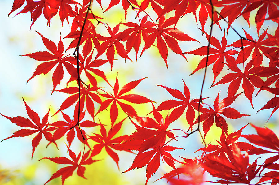 Vibrant Glimpses of Autumn. Acer Palmatum Sumi Nagashi 3 Photograph by Jenny Rainbow