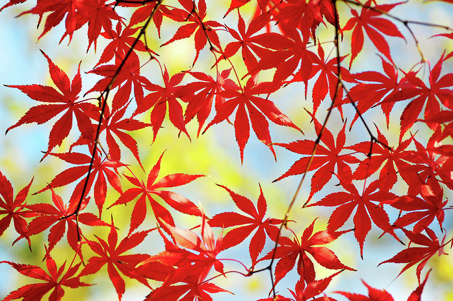 Vibrant Glimpses of Autumn. Acer Palmatum Sumi Nagashi 4 Photograph by Jenny Rainbow