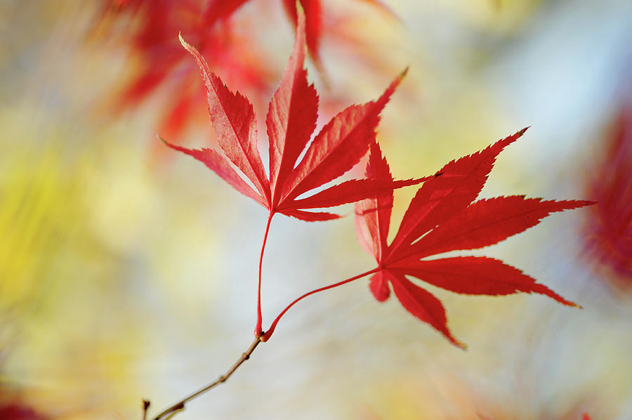 Vibrant Glimpses of Autumn. Acer Palmatum Sumi Nagashi 5 Photograph by Jenny Rainbow
