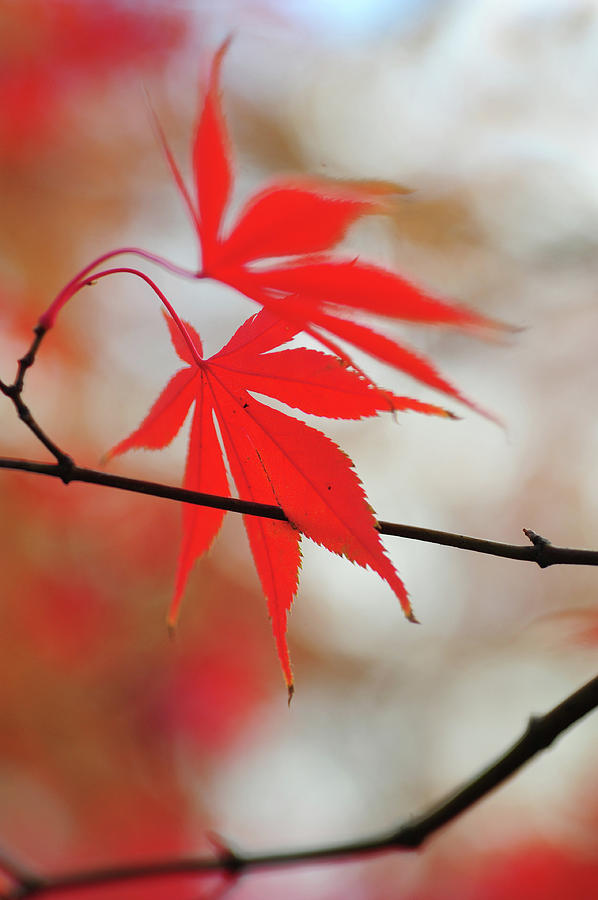 Vibrant Glimpses of Autumn. Acer Palmatum Sumi Nagashi 6 Photograph by Jenny Rainbow
