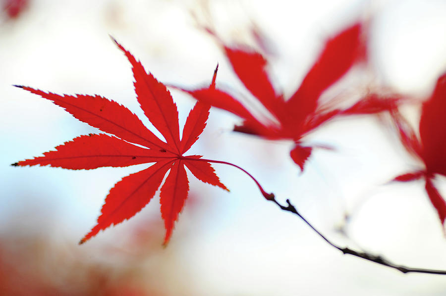 Vibrant Glimpses of Autumn. Acer Palmatum Sumi Nagashi 7 Photograph by Jenny Rainbow