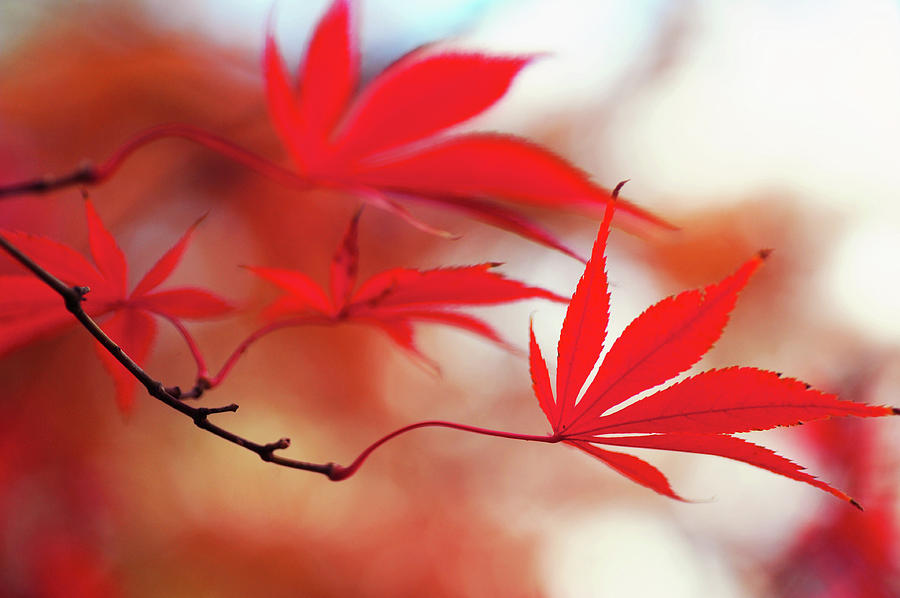 Vibrant Glimpses of Autumn. Acer Palmatum Sumi Nagashi 8 Photograph by Jenny Rainbow