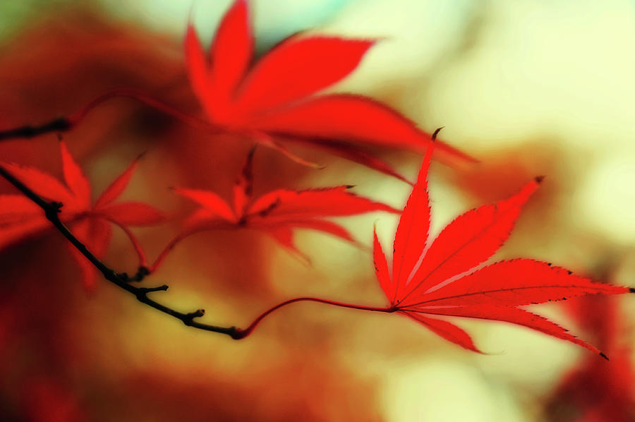 Vibrant Glimpses of Autumn. Acer Palmatum Sumi Nagashi 9 Photograph by Jenny Rainbow