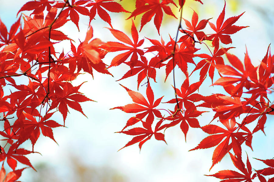 Vibrant Glimpses of Autumn. Acer Palmatum Sumi Nagashi Photograph by Jenny Rainbow
