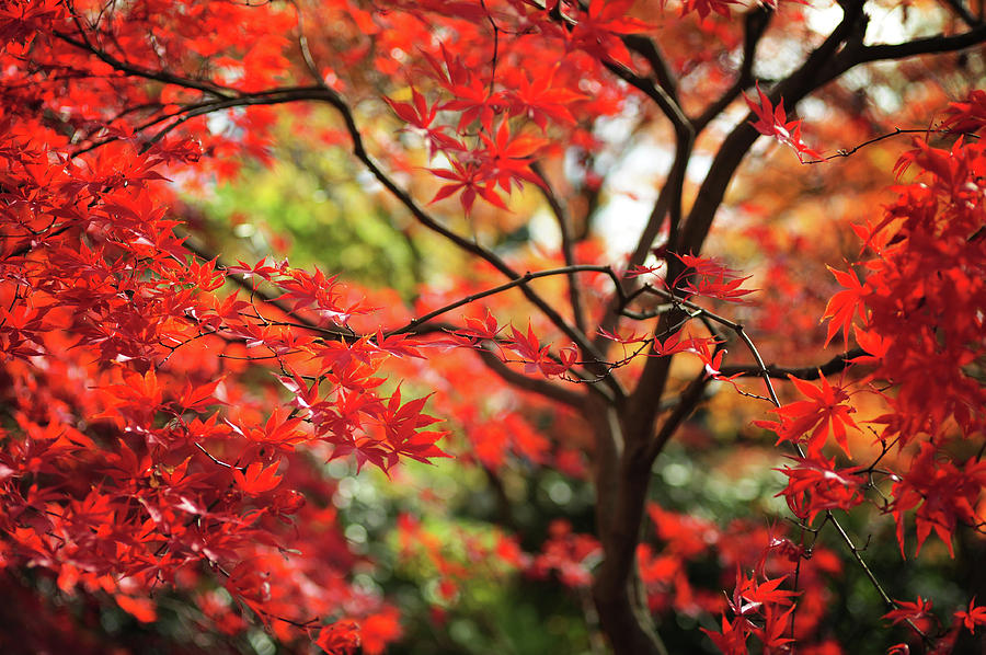 Vibrant Glimpses of Autumn. Acer Palmatum  Tree Sumi Nagashi 1 Photograph by Jenny Rainbow