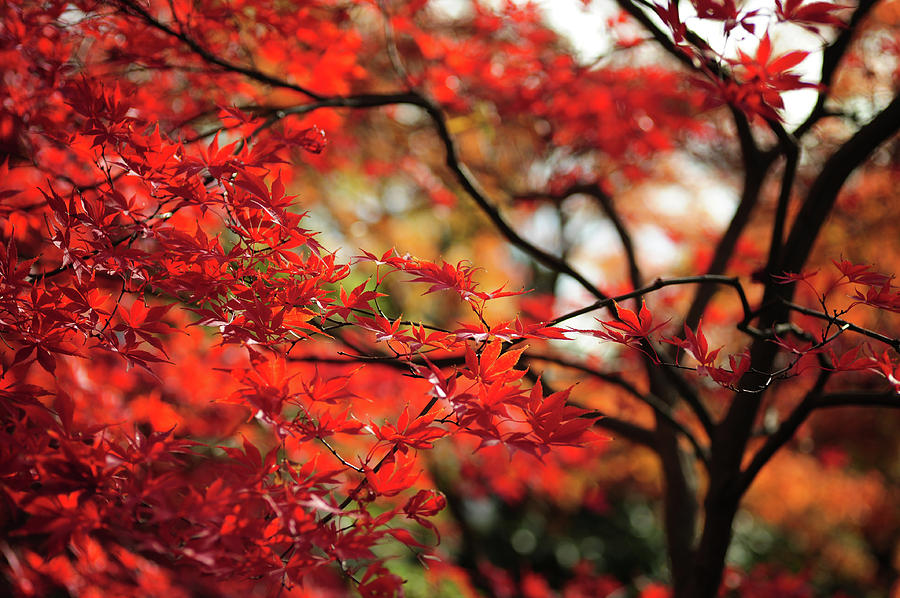 Vibrant Glimpses of Autumn. Acer Palmatum  Tree Sumi Nagashi Photograph by Jenny Rainbow