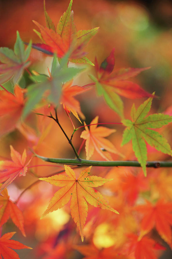 Vibrant Glimpses of Autumn.  Japanese Maple 1 Photograph by Jenny Rainbow