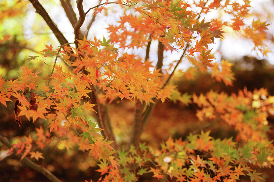 Vibrant Glimpses of Autumn.  Japanese Maple Photograph by Jenny Rainbow