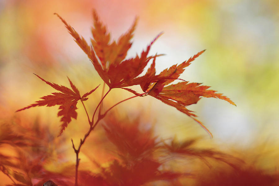 Vibrant Glimpses of Autumn. Japanese Maple Leaves 1 Photograph by Jenny Rainbow