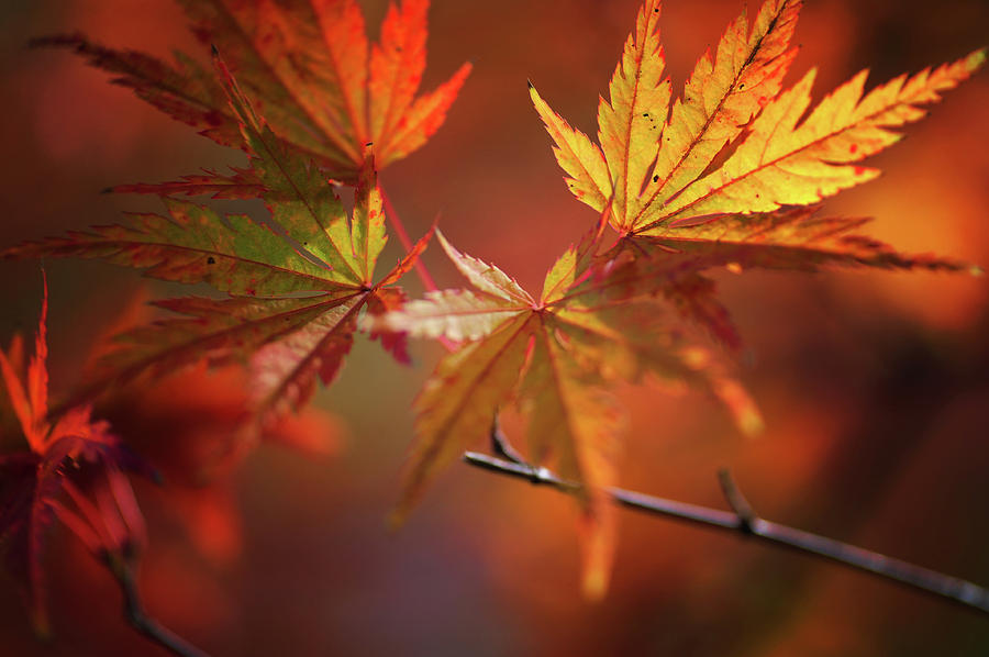 Vibrant Glimpses of Autumn. Japanese Maple Leaves 10 Photograph by Jenny Rainbow