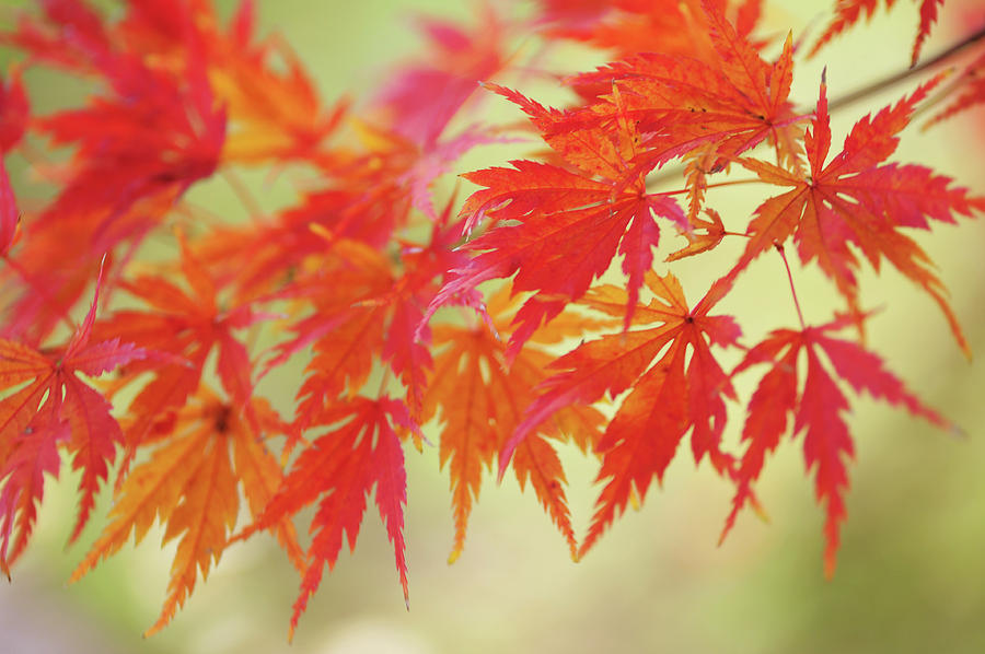 Vibrant Glimpses of Autumn. Japanese Maple Leaves 11 Photograph by Jenny Rainbow
