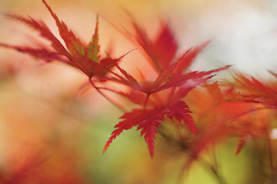 Vibrant Glimpses of Autumn. Japanese Maple Leaves 2 Photograph by Jenny Rainbow