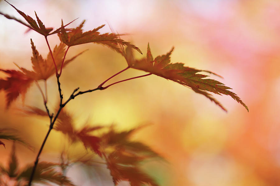 Vibrant Glimpses of Autumn. Japanese Maple Leaves 3 Photograph by Jenny Rainbow