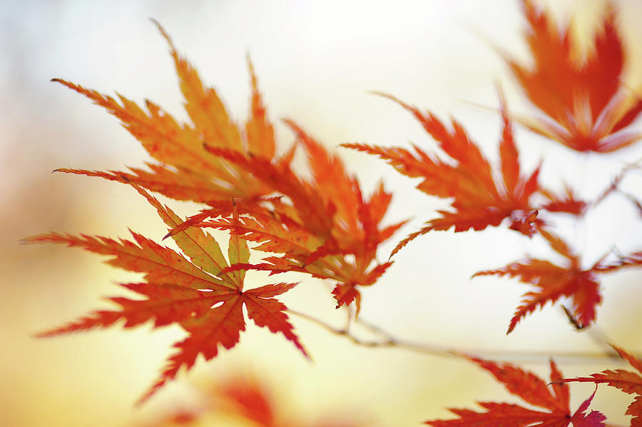 Vibrant Glimpses of Autumn. Japanese Maple Leaves 4 Photograph by Jenny Rainbow