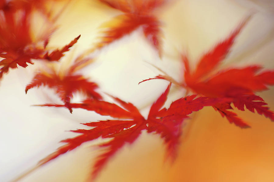 Vibrant Glimpses of Autumn. Japanese Maple Leaves 5 Photograph by Jenny Rainbow