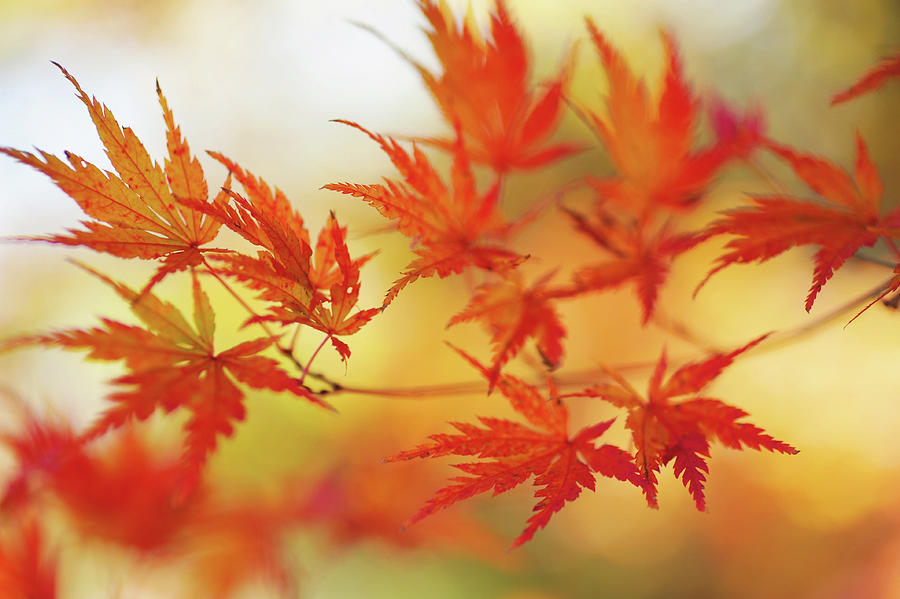 Vibrant Glimpses of Autumn. Japanese Maple Leaves 6 Photograph by Jenny Rainbow