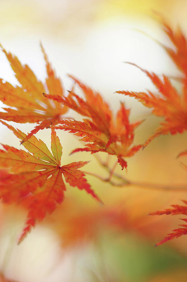 Vibrant Glimpses of Autumn. Japanese Maple Leaves 7 Photograph by Jenny Rainbow