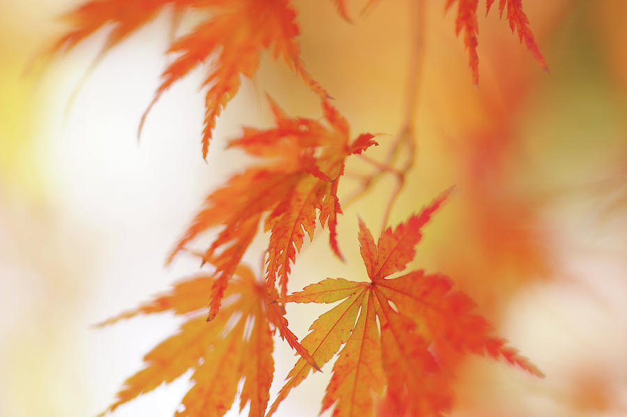 Vibrant Glimpses of Autumn. Japanese Maple Leaves 8 Photograph by Jenny Rainbow