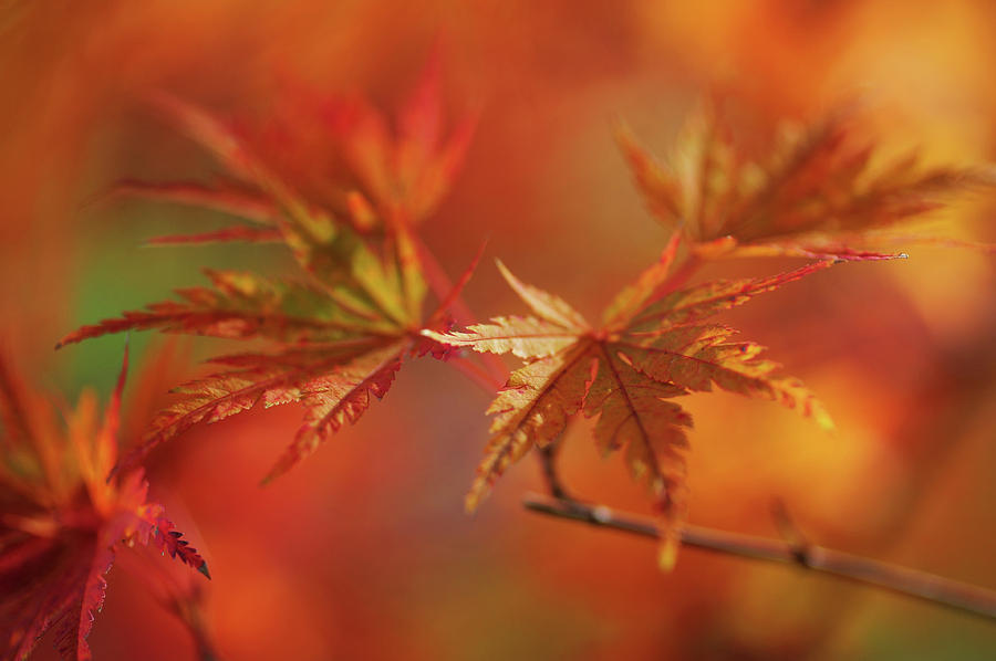 Vibrant Glimpses of Autumn. Japanese Maple Leaves 9 Photograph by Jenny Rainbow