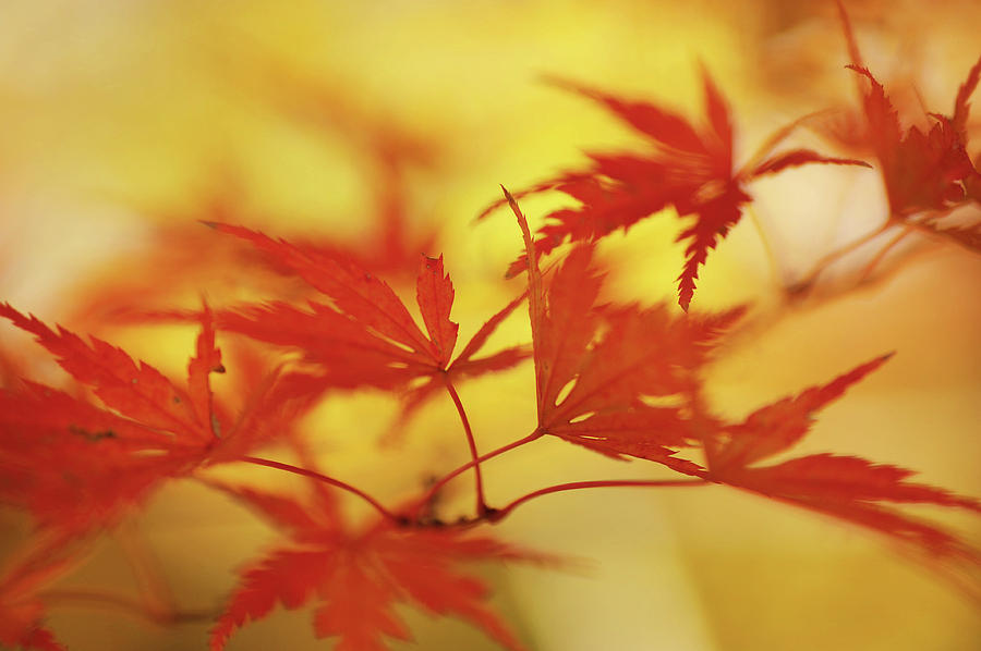 Vibrant Glimpses of Autumn. Japanese Maple Leaves Photograph by Jenny Rainbow