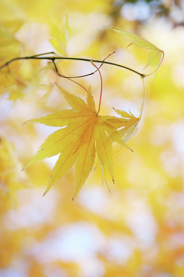 Vibrant Glimpses of Autumn Photograph by Jenny Rainbow