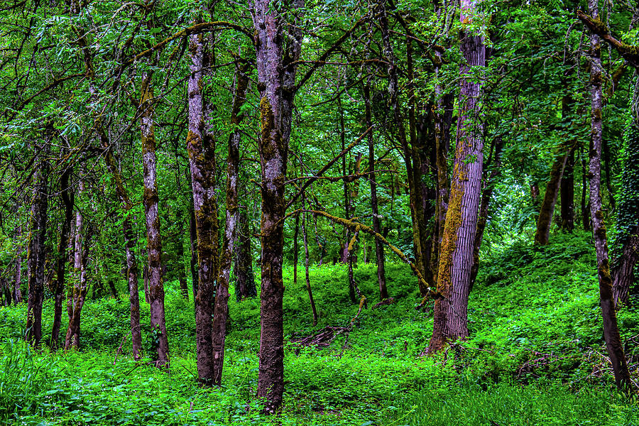 Vibrant green forest Photograph by Susan Sligh - Fine Art America