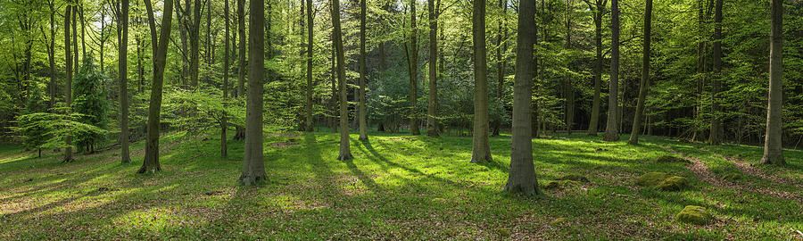 Vibrant Green Wild Woodland Idyllic by Fotovoyager