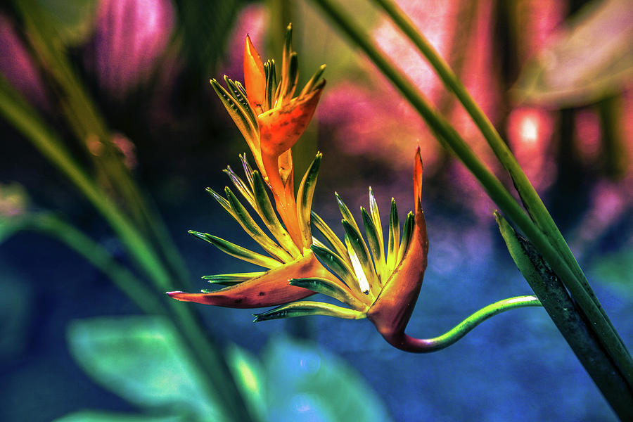 Vibrant Jungle Bird Digital Art by Pheasant Run Gallery