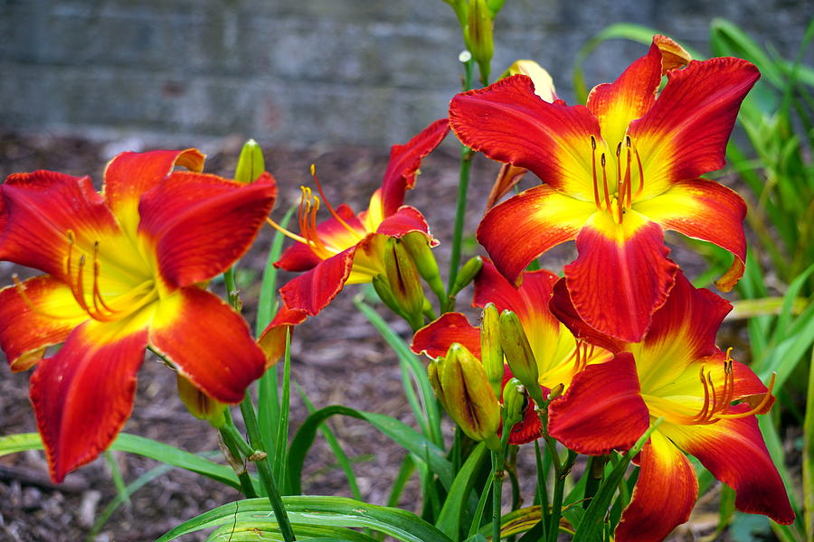Vibrant Lilies Photograph by Marilyn Moran