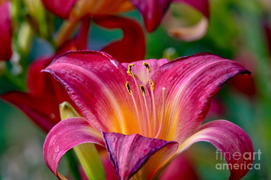 Vibrant Lily Photograph by Susan Rydberg