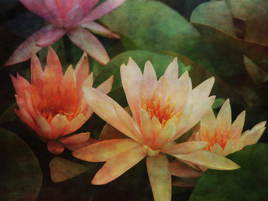 Vibrant Lotus Blossoms 4129 IDP_2 Photograph by Steven Ward