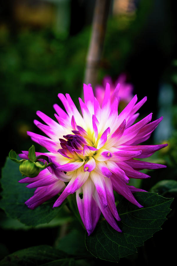 Nature Photograph - Vibrant Magenta and White Dahlia Flower in a Garden by Yvonne Stewart