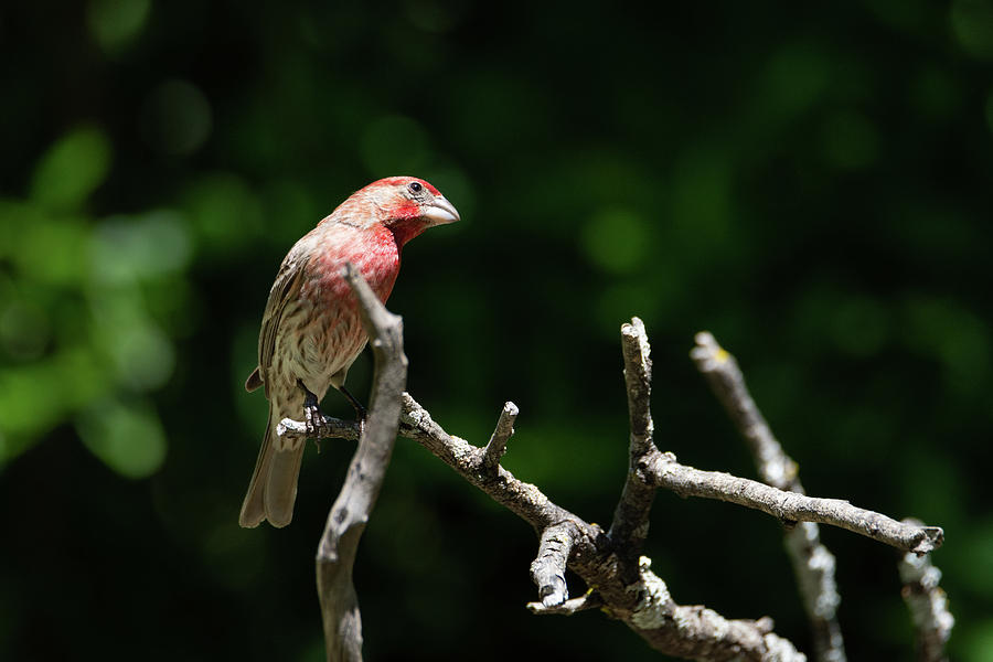 Vibrant Male House Finch Photograph