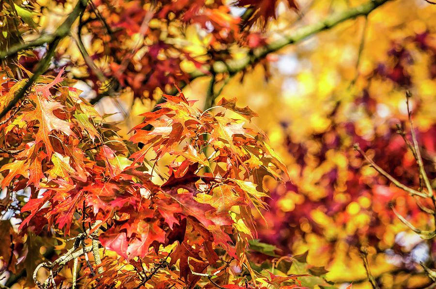 Vibrant Oak Leaves Photograph by Frans Blok