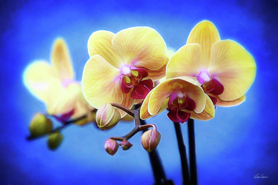 Vibrant Orchids Photograph by Diana Haronis
