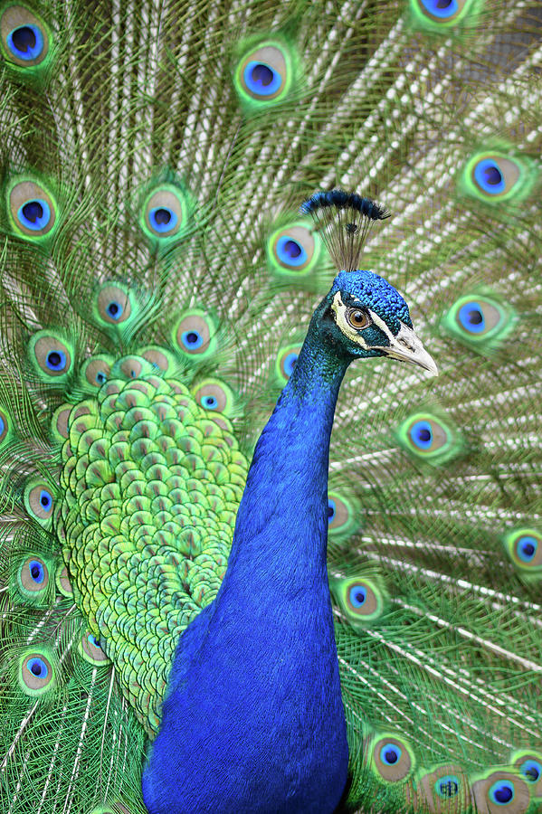 Vibrant Peacock Photograph by Danielle Christine White | Fine Art America