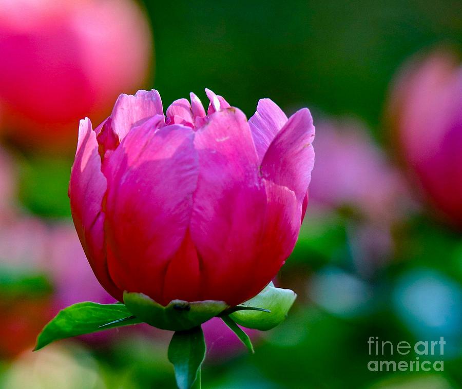 Nature Photograph - Vibrant Pink Peony by Susan Rydberg