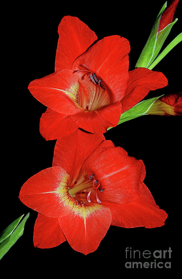 Flower Photograph - Vibrant Red Gladioli by Kaye Menner by Kaye Menner